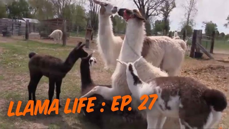 Llama Breeding Guide: Mating, Gestation, And Cria Care