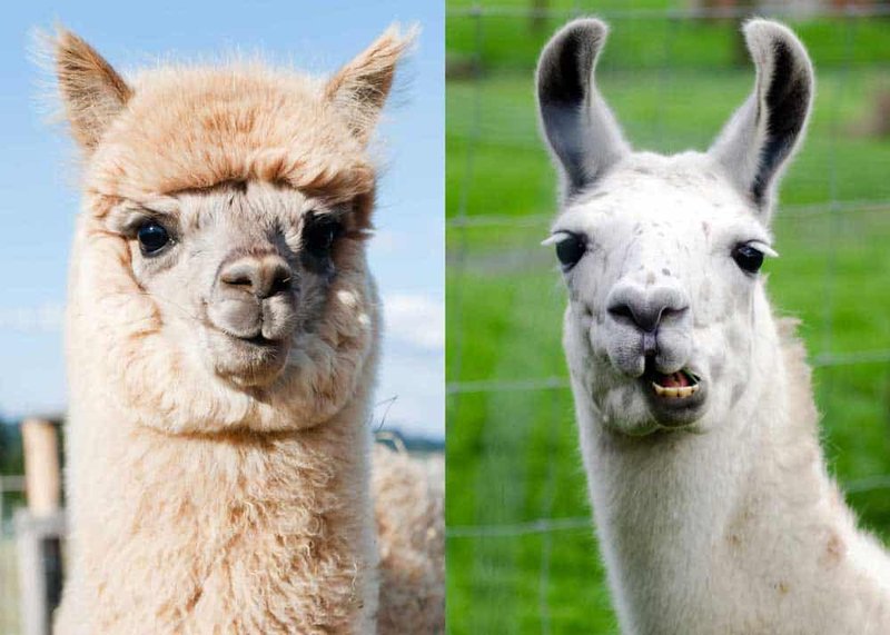 Llama Vs Alpaca: Key Differences In Size, Temperament, And Use