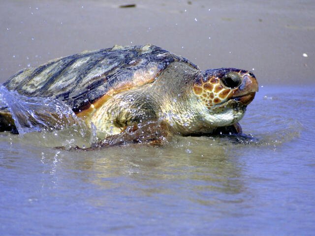 Loggerhead Turtle Vs. [Similar Species] - Key Differences