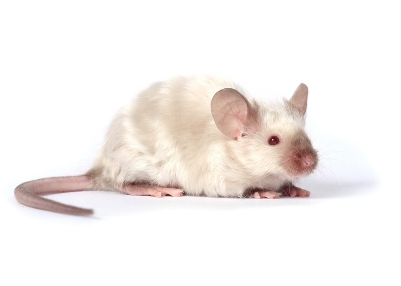 Long-Haired Mouse Overview: Traits, Appearance, And Temperament