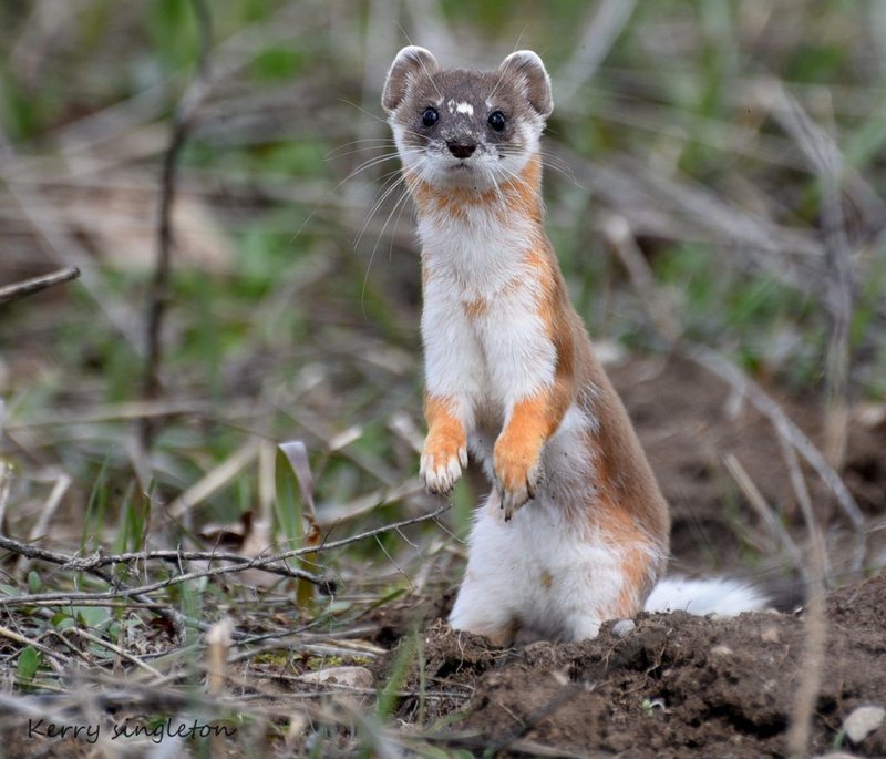 Long-Tailed Weasel