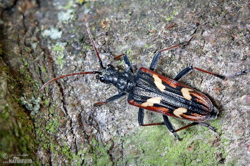 Longhorn Beetle