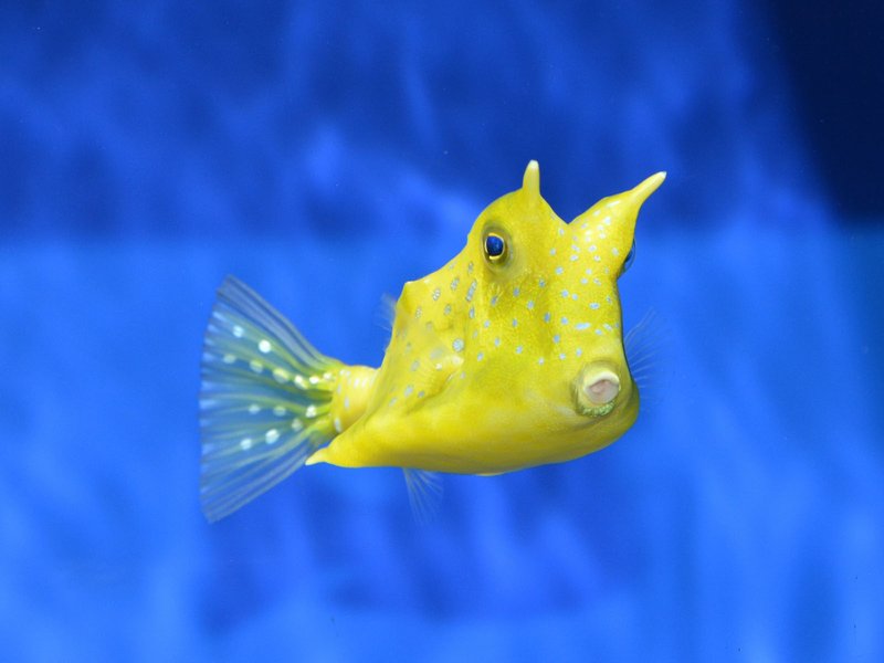 Longhorn Cowfish