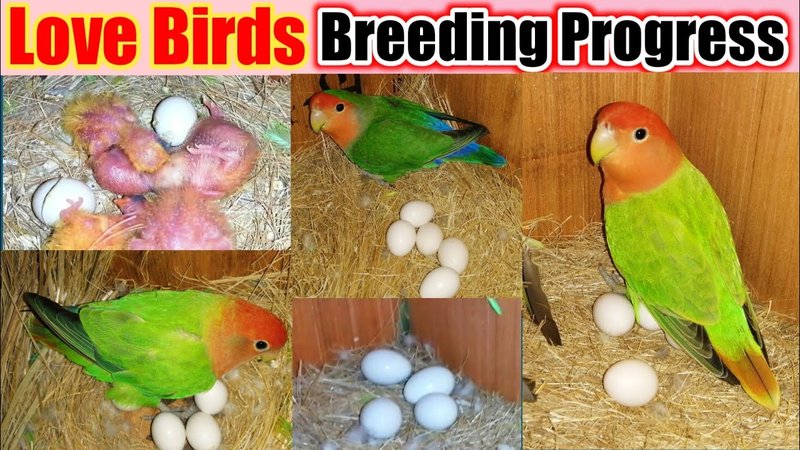 Lovebird Breeding: Nesting, Egg Care, And Chicks