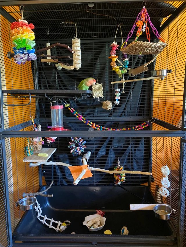 Lovebird Cage Setup: Size, Toys, Perches, And Accessories