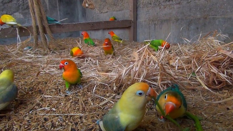 Lovebird Nesting Habits And Lifecycle