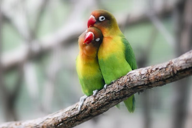 Lovebird Vocalizations And What They Mean