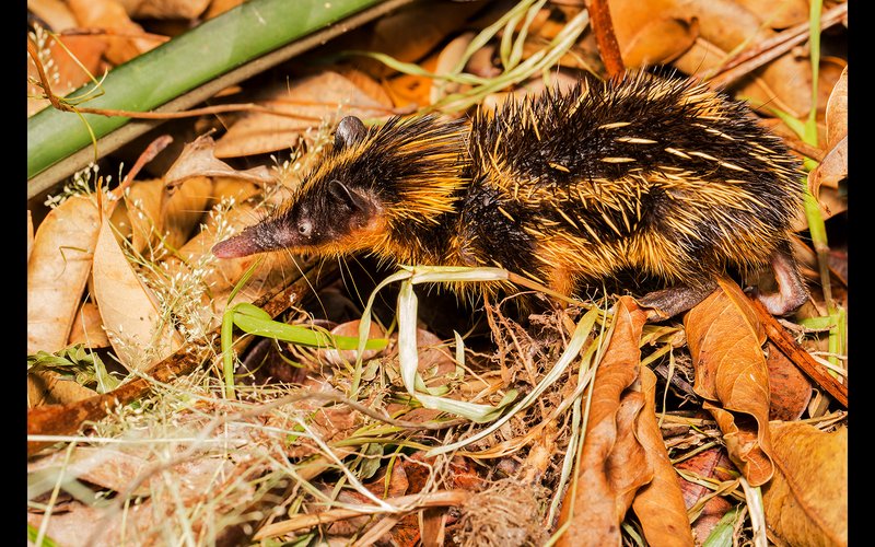 Lowland Streaked Tenrec
