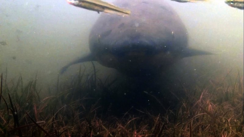Lungfish