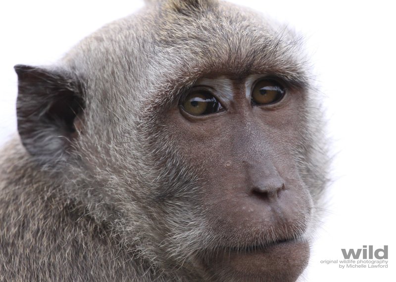 Macaque