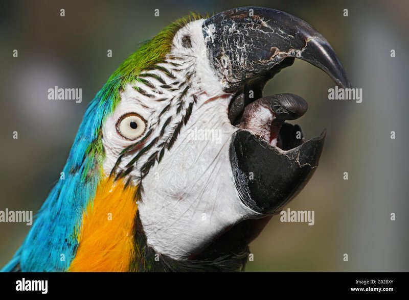 Macaw Behavior: Screaming, Biting, And Body Language Explained