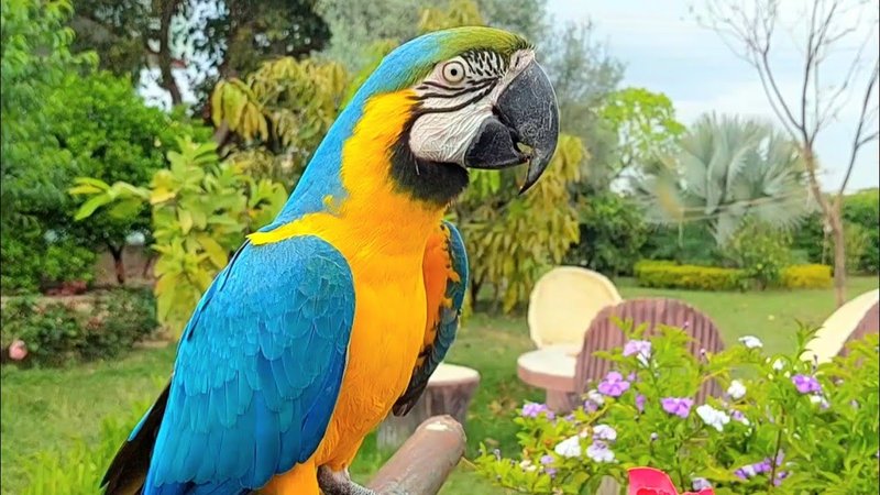 Macaw Vocalizations And What They Mean