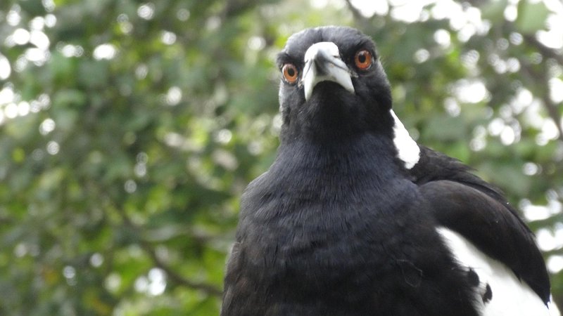 Magpie
