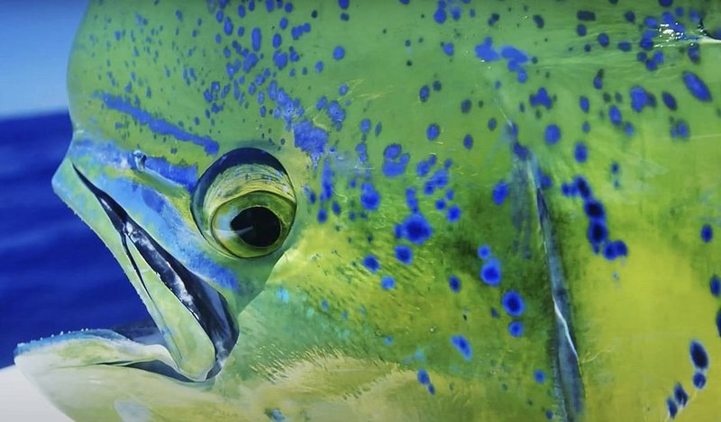 Mahi-Mahi