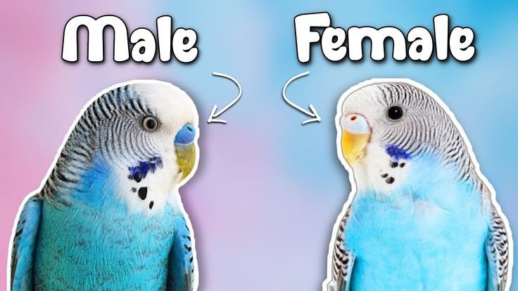Male Vs Female Budgie: How To Tell The Difference