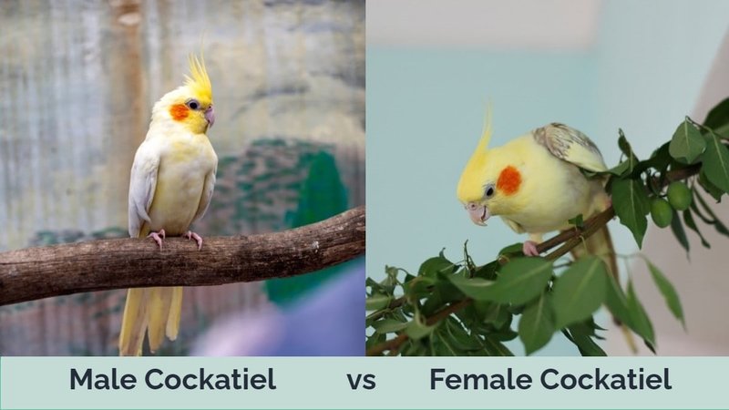 Male Vs Female Cockatiel: Differences In Appearance And Behavior