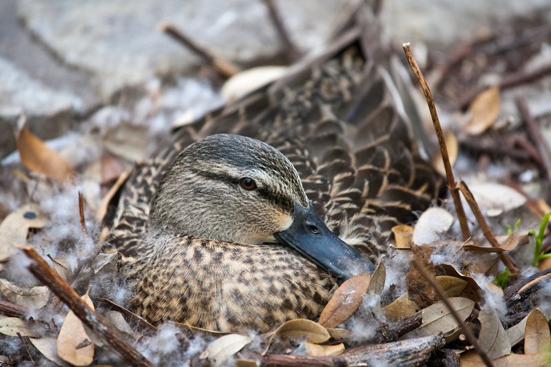 Mallard Nesting Habits And Lifecycle