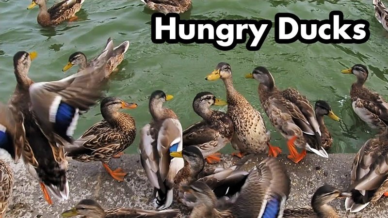 Mallard Vocalizations And What They Mean