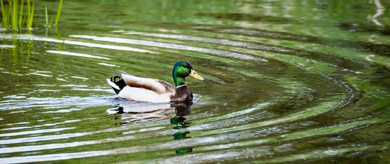 Mallard