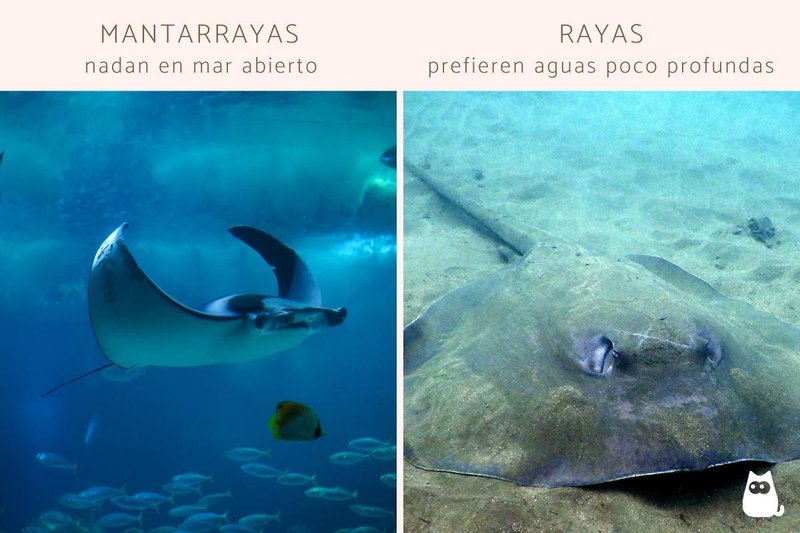 Manta Ray Vs. [Similar Species] - Key Differences