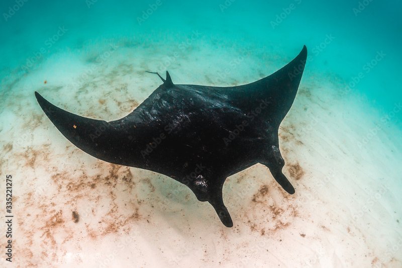 Manta Ray