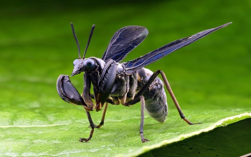 Mantidfly