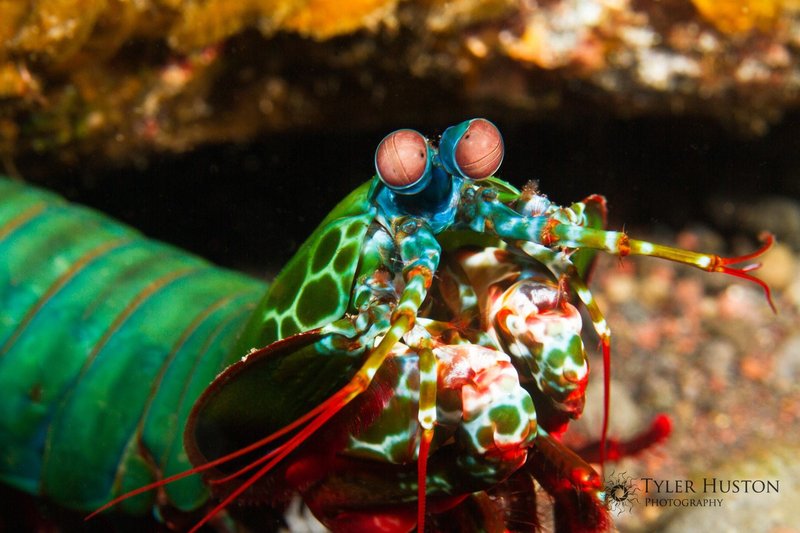 Mantis Shrimp