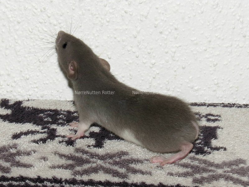 Manx Rat Overview: Traits, Appearance, And Temperament