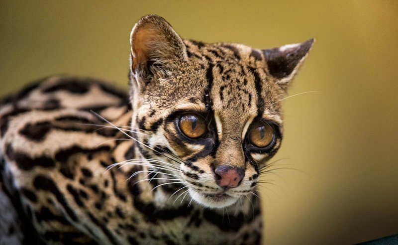 Margay