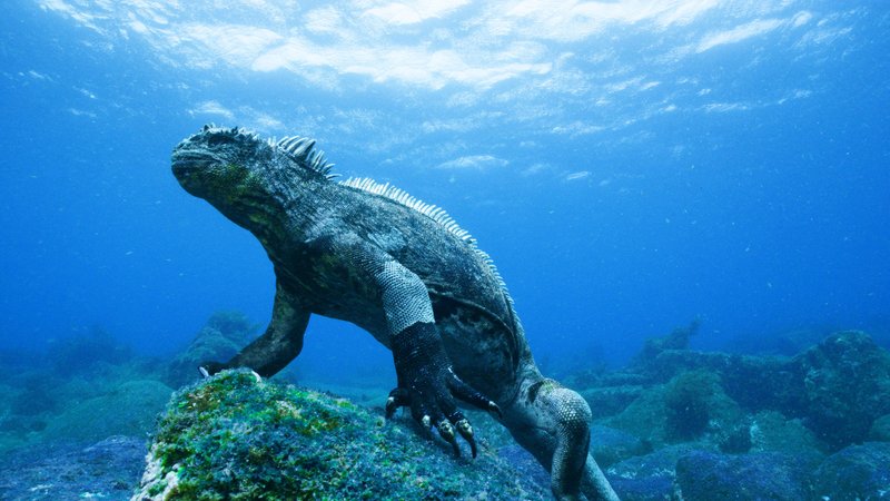 Marine Iguana