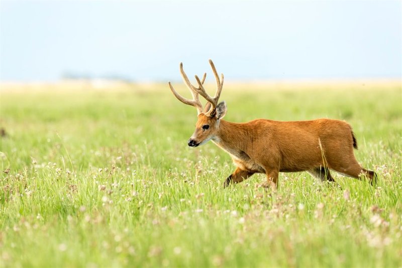 Marsh Deer