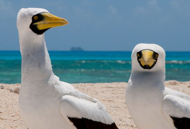 Masked Booby