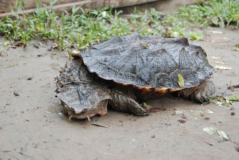 Matamata Turtle