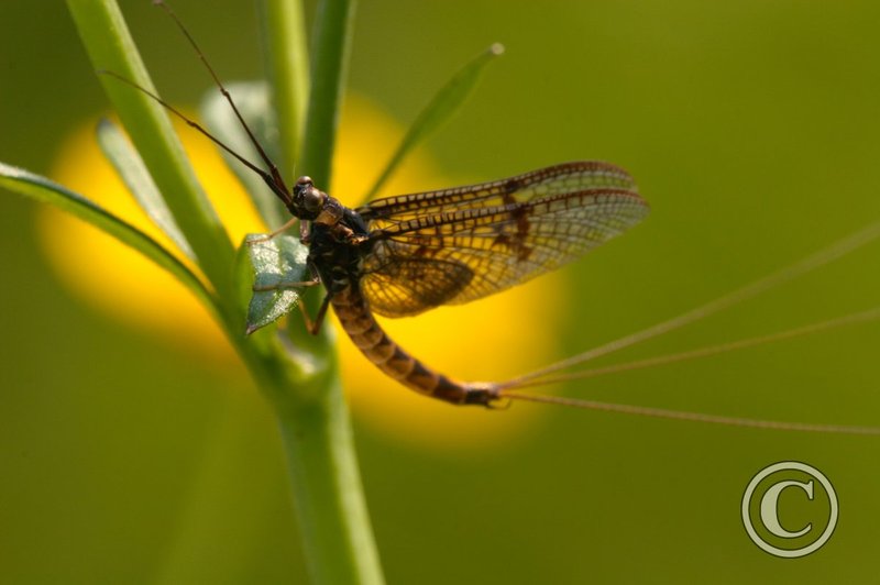 Mayfly