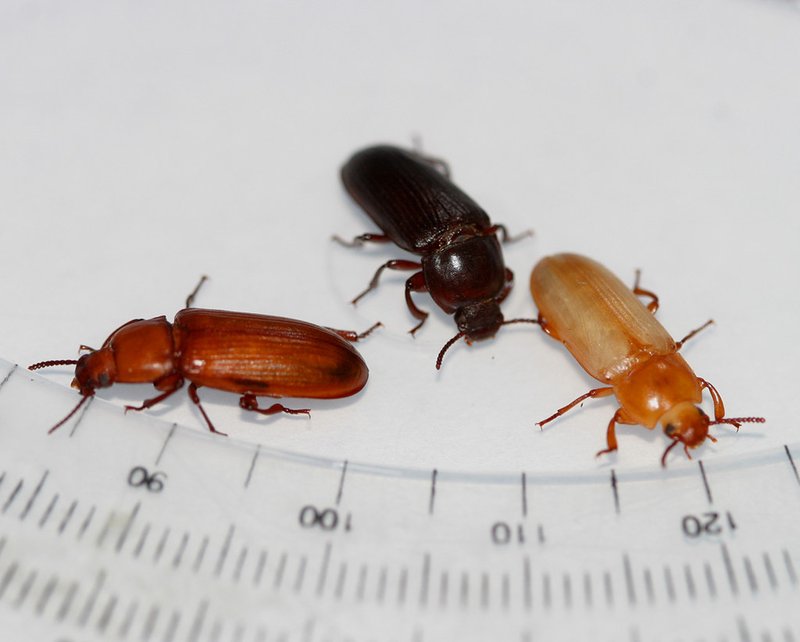 Mealworm Beetle