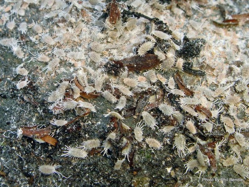 Mealybug