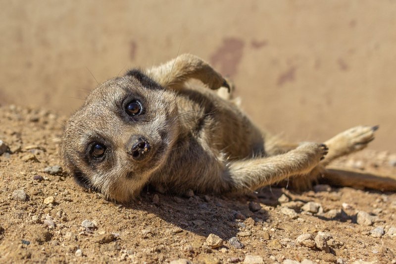 Meerkat