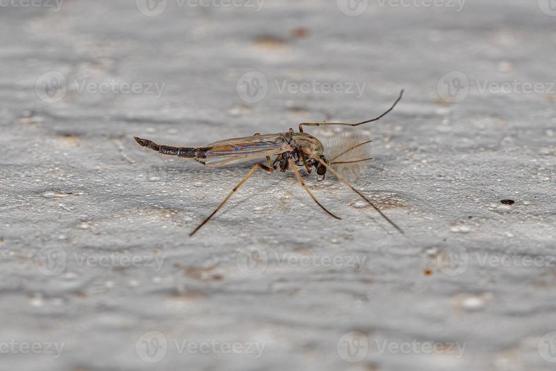 Midge