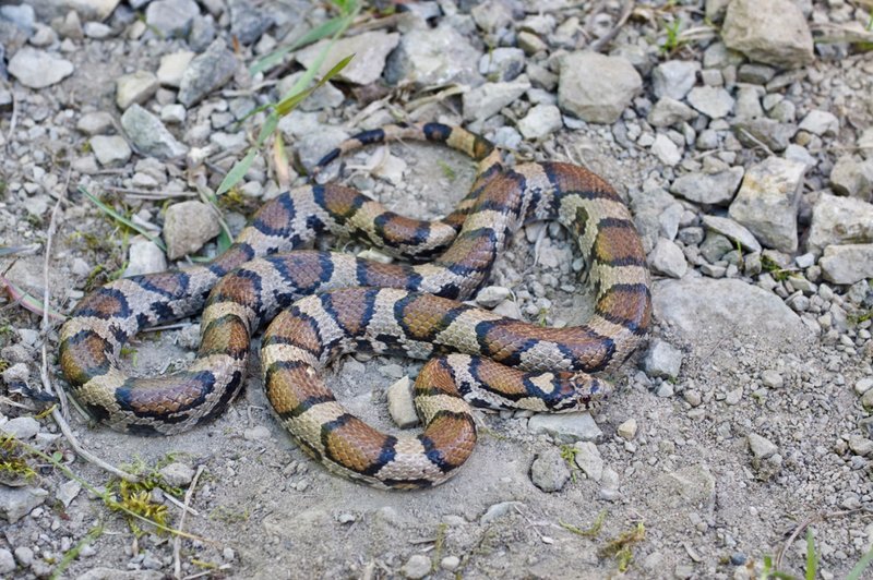 Milk Snake
