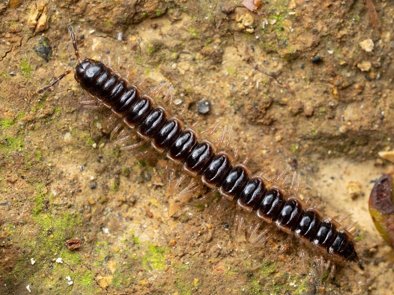 Millipede