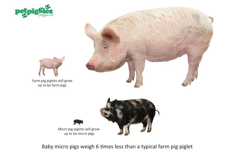 Mini Pig Vs Farm Pig: Differences In Size And Care