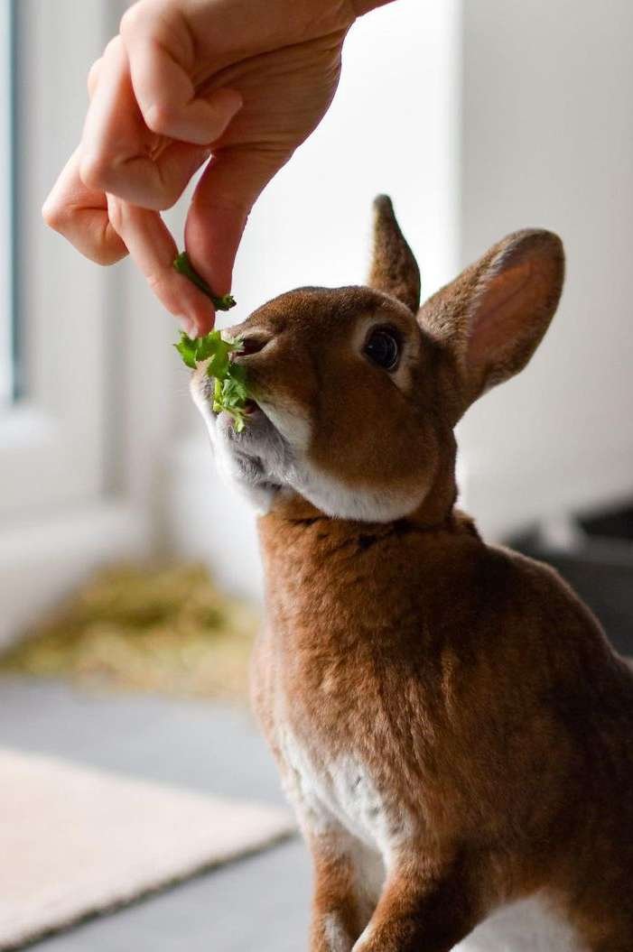 Mini Rex Rabbit Overview: Size, Temperament, And Appearance