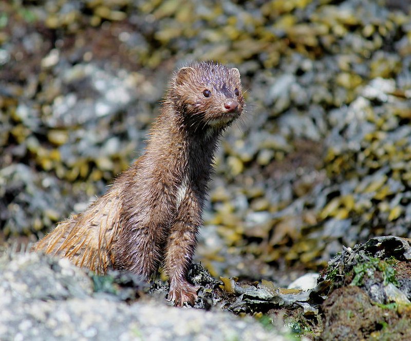 Mink