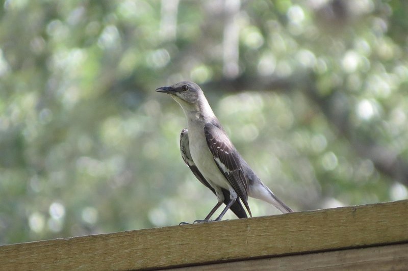 Mockingbird