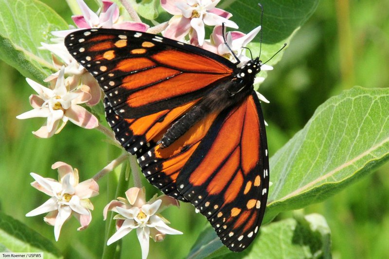 Monarch Butterfly
