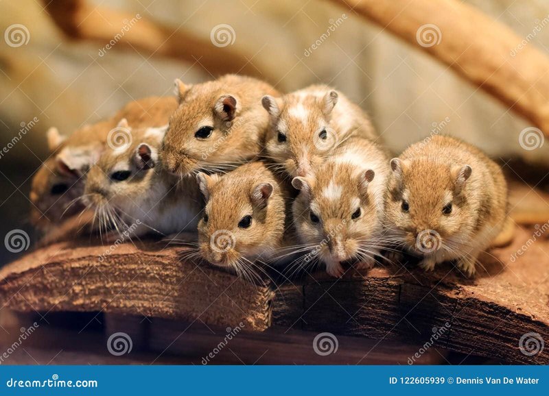 Mongolian Gerbil Overview: Traits, Temperament, And Color