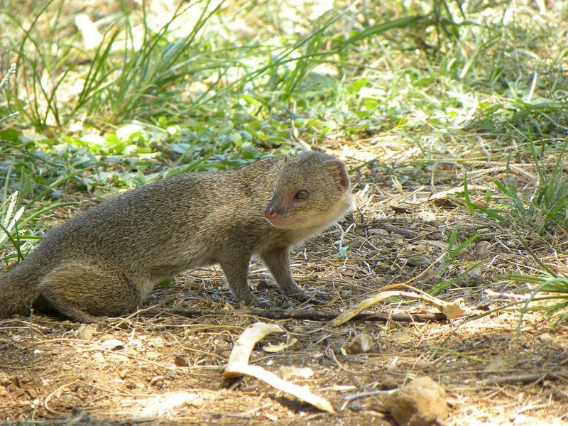 Mongoose