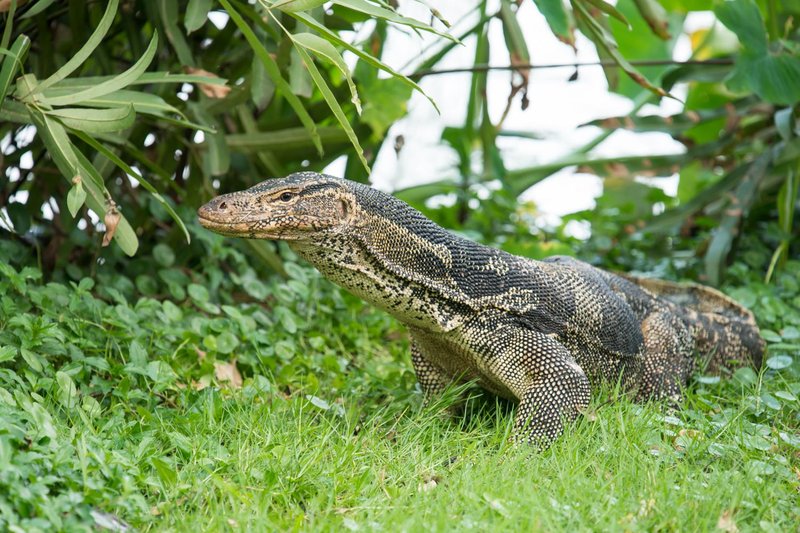 Monitor Lizard Vs. [Similar Species] - How They Compare