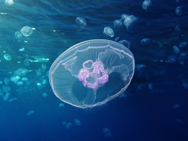 Moon Jellyfish Vs. [Similar Species] - Key Differences