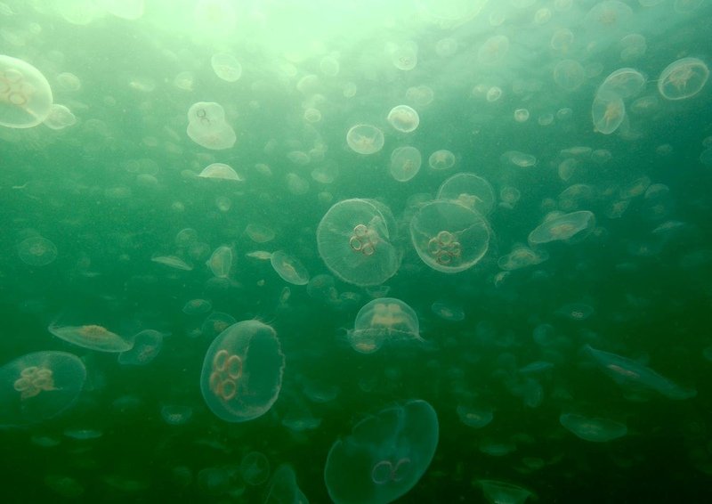 Moon Jellyfish